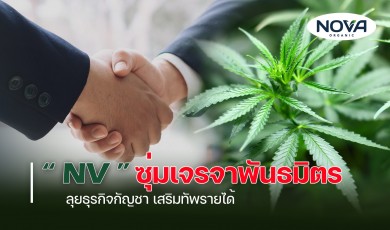 “NV” ซุ่มเจรจาพันธมิตร ลุยธุรกิจกัญชา เสริมทัพรายได้