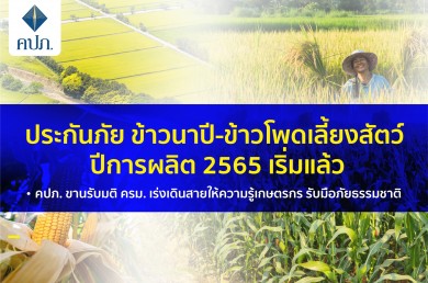 ประกันภัยข้าวนาปี-ข้าวโพดเลี้ยงสัตว์ ปีการผลิต 2565 เริ่มแล้ว