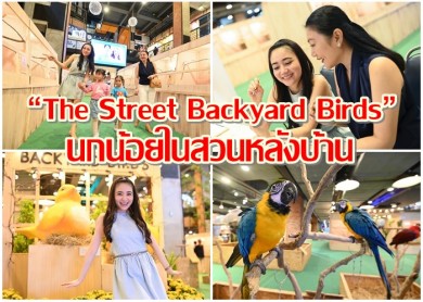 “เดอะ สตรีท รัชดา” จัดงาน “The Street Backyard Birds” นกน้อยในสวนหลังบ้าน